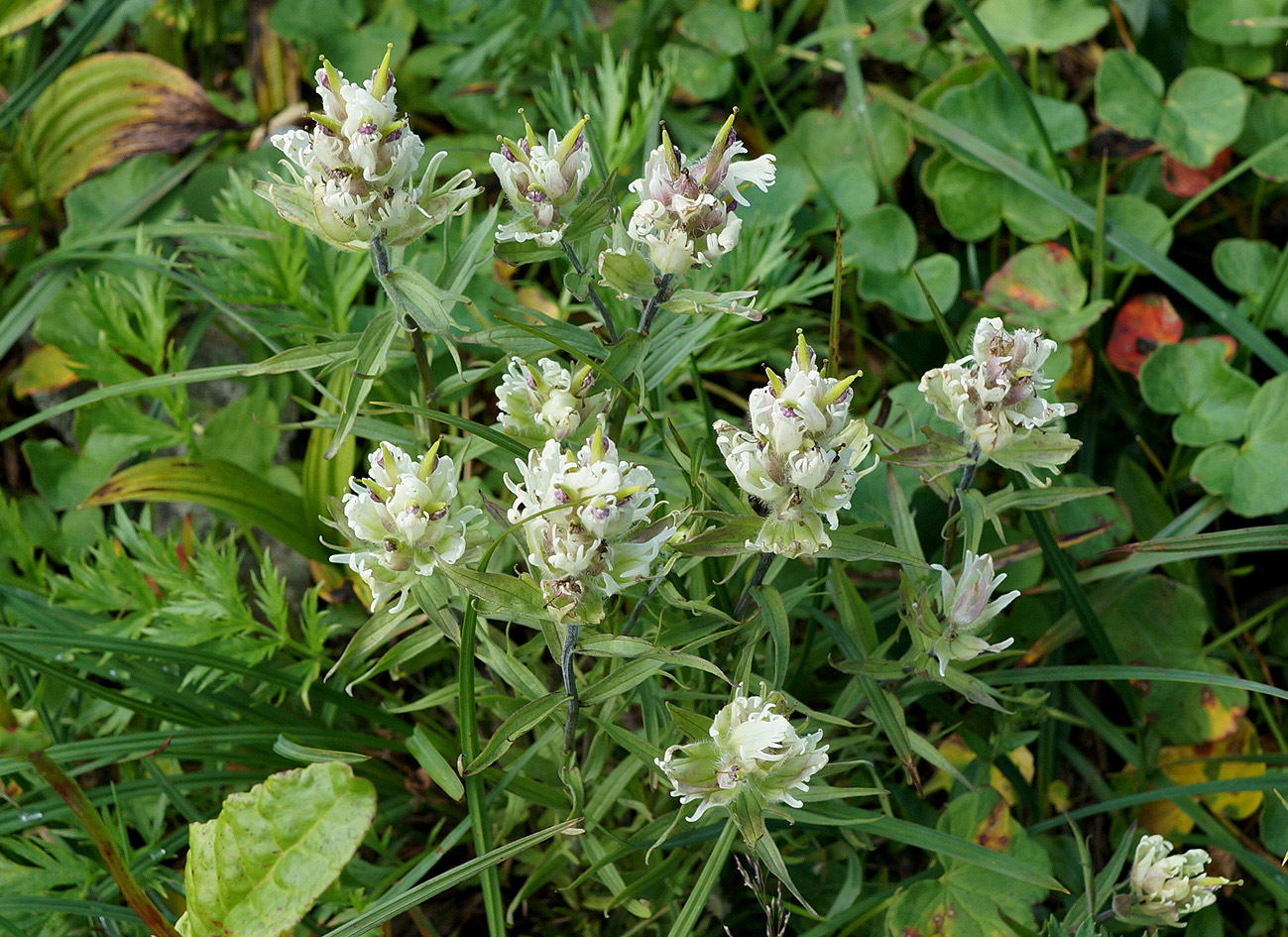 Image of Castilleja pavlovii specimen.