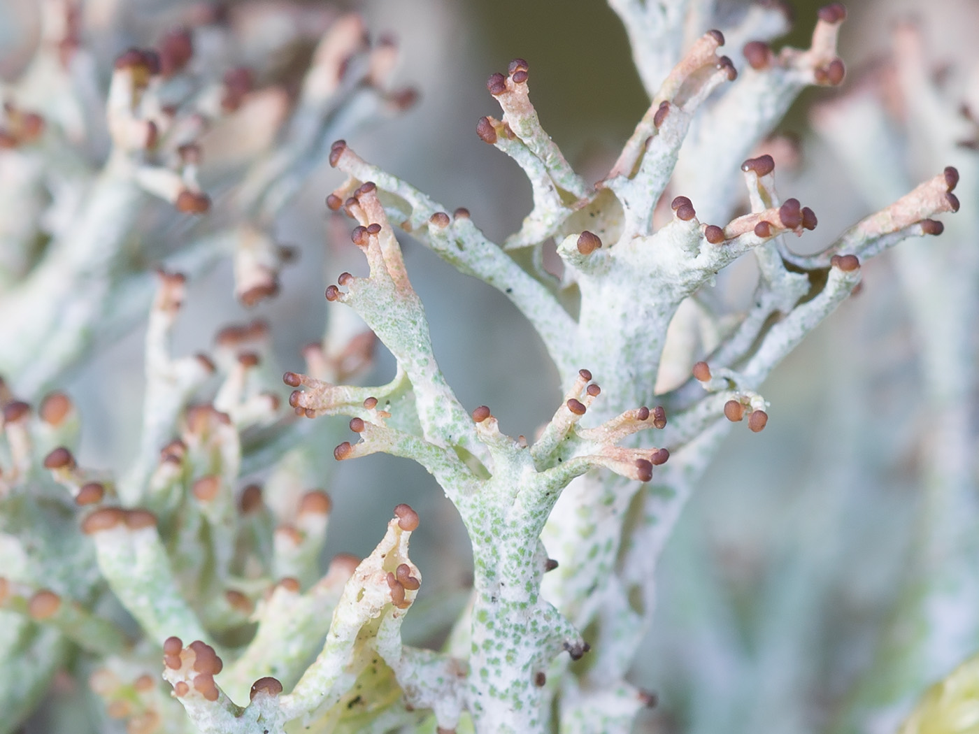 Изображение особи Cladonia furcata.