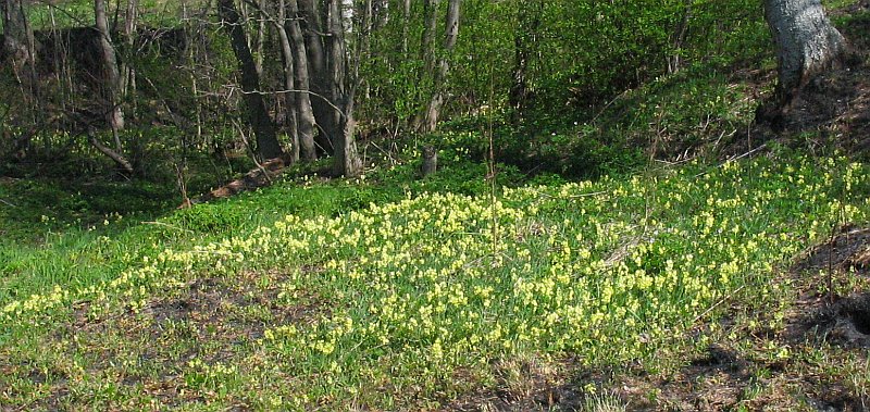 Image of Primula elatior specimen.