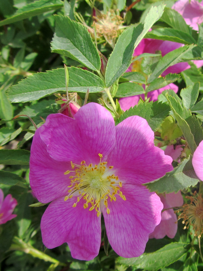 Image of genus Rosa specimen.