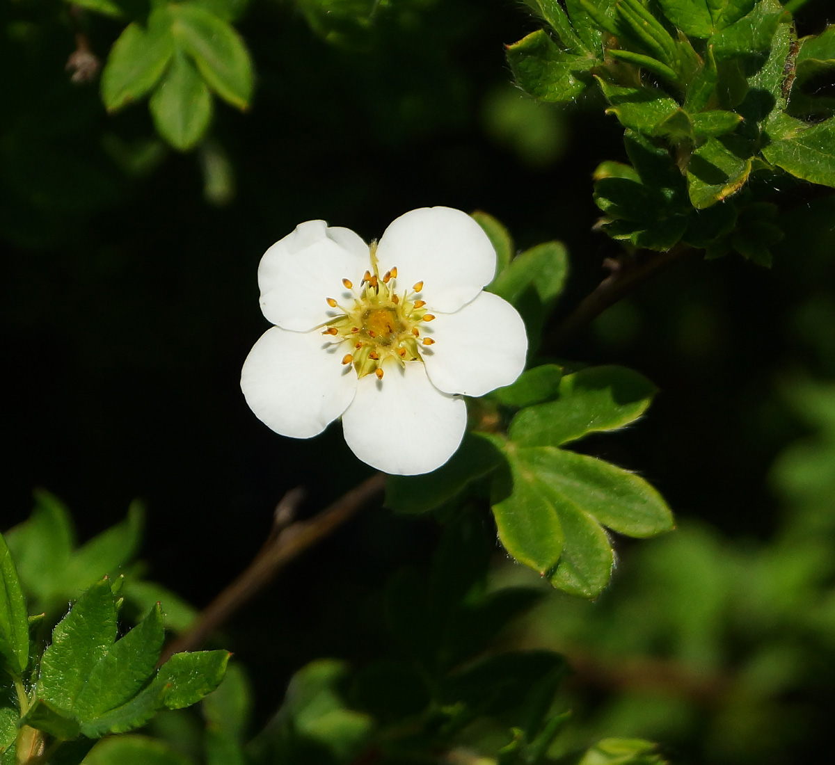 Изображение особи Dasiphora fruticosa.