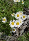 Aster alpinus