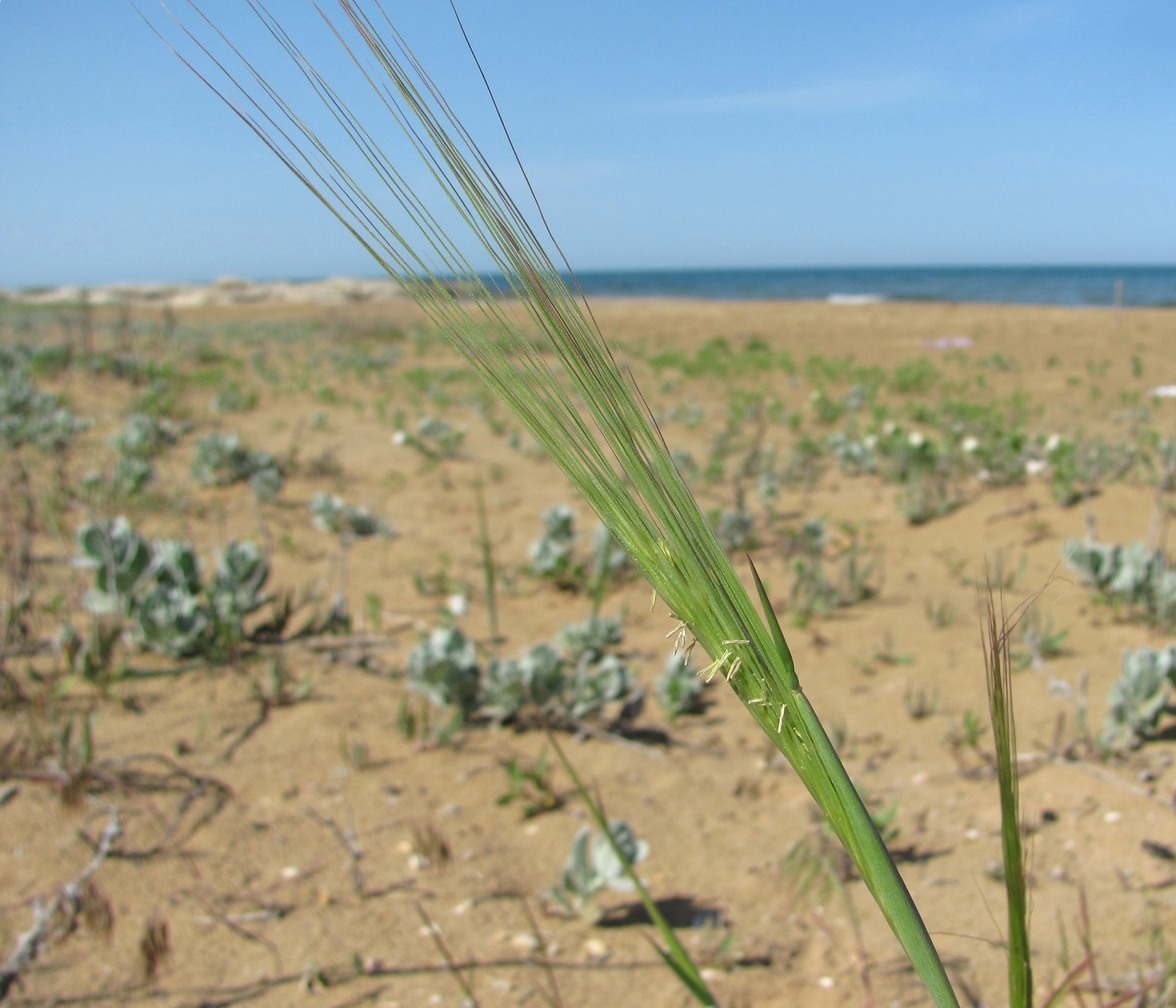 Image of familia Poaceae specimen.