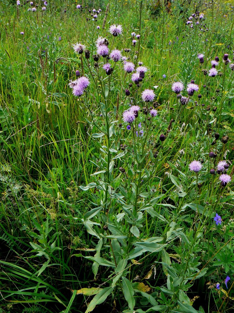 Image of Cirsium setosum specimen.