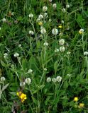 Trifolium montanum