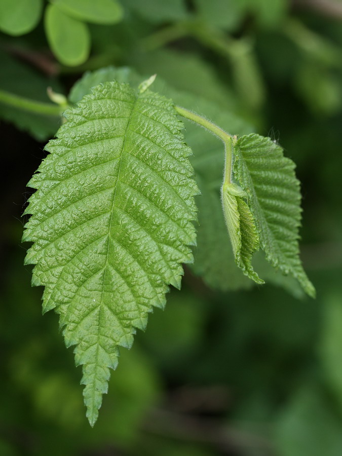 Image of Ulmus glabra specimen.