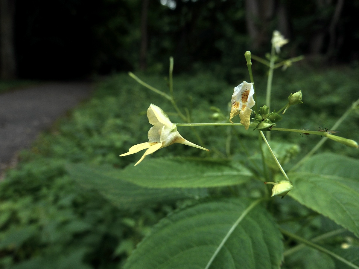 Image of Impatiens parviflora specimen.