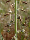 Leopoldia comosa