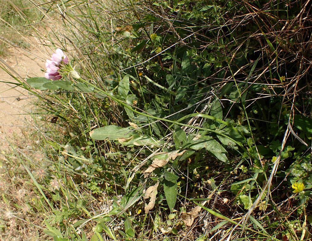 Image of Allium roseum specimen.