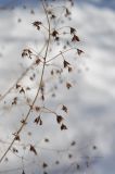 Thalictrum delavayi