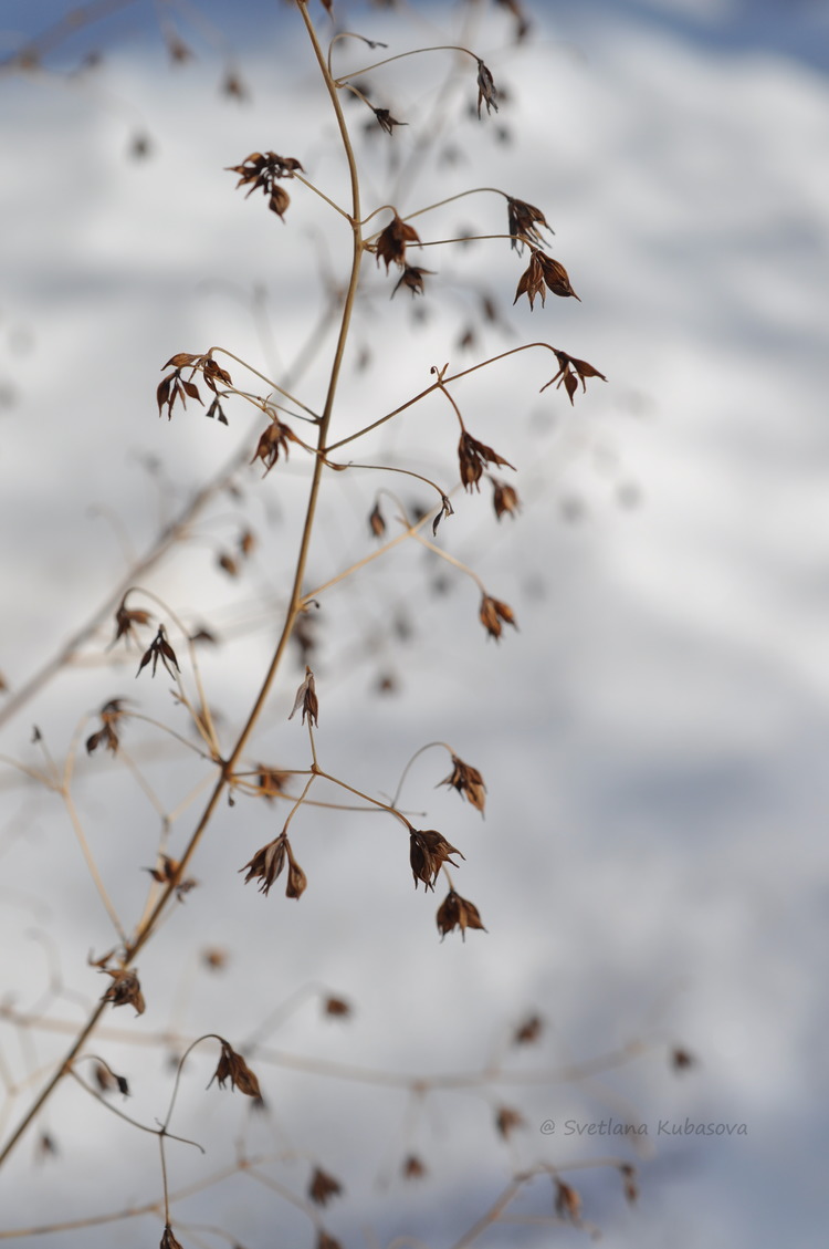 Image of Thalictrum delavayi specimen.