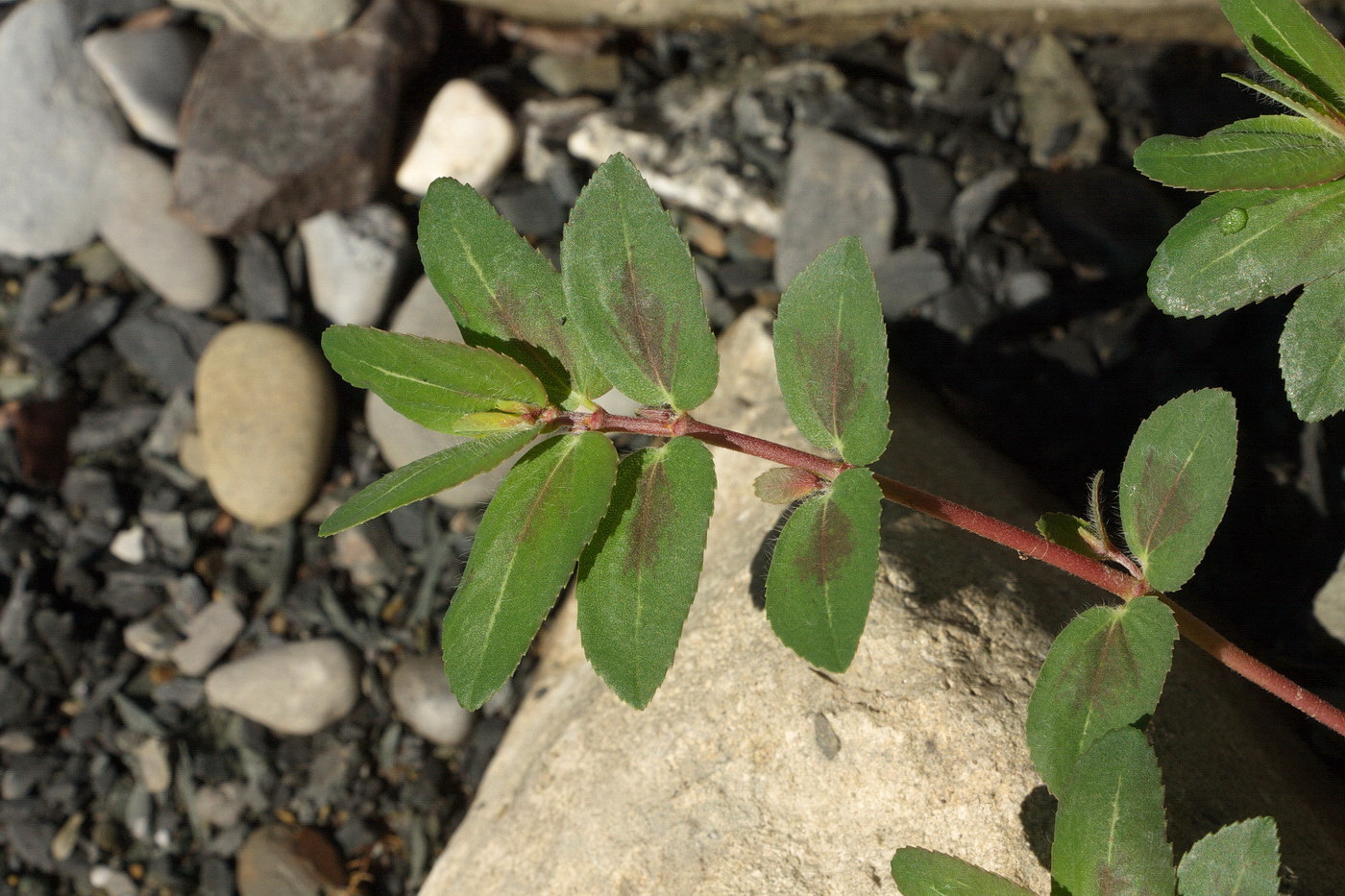 Image of Euphorbia nutans specimen.