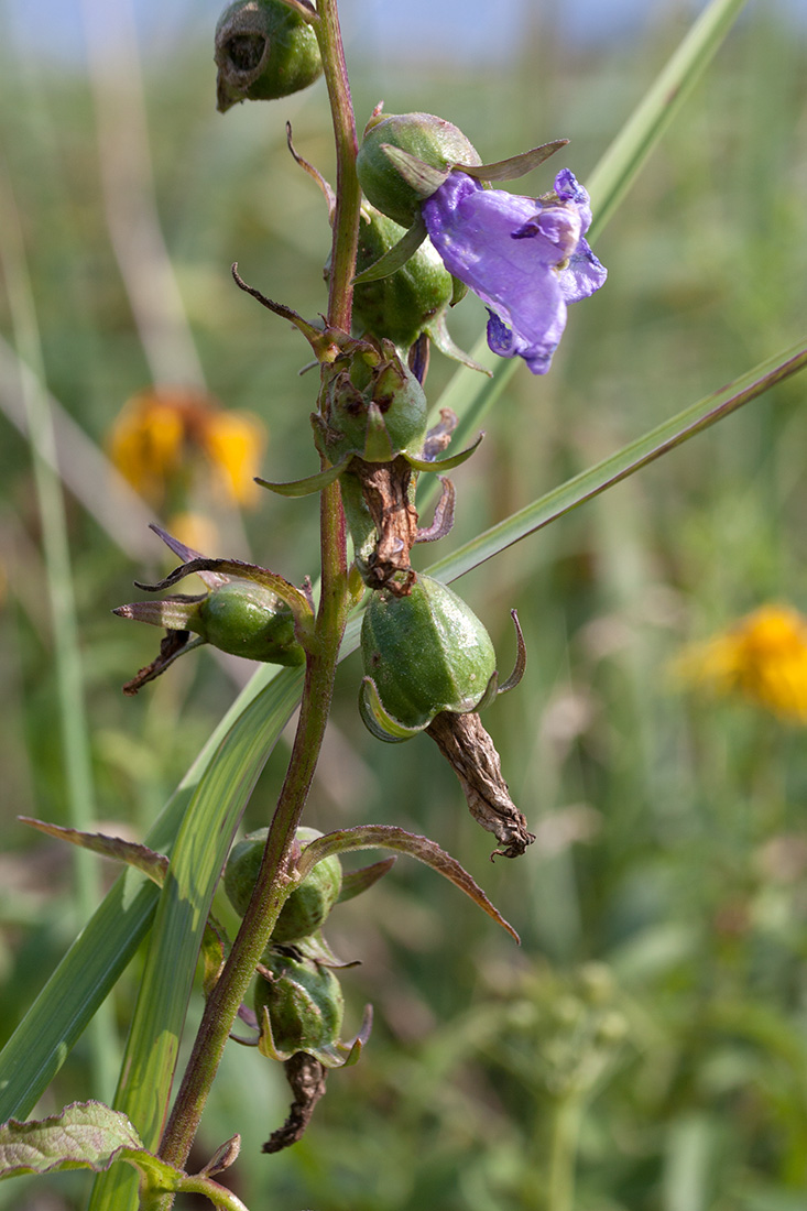 Image of Campanula rapunculoides specimen.