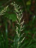 Смотреть изображение Calamagrostis arundinacea