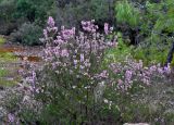 Erica manipuliflora