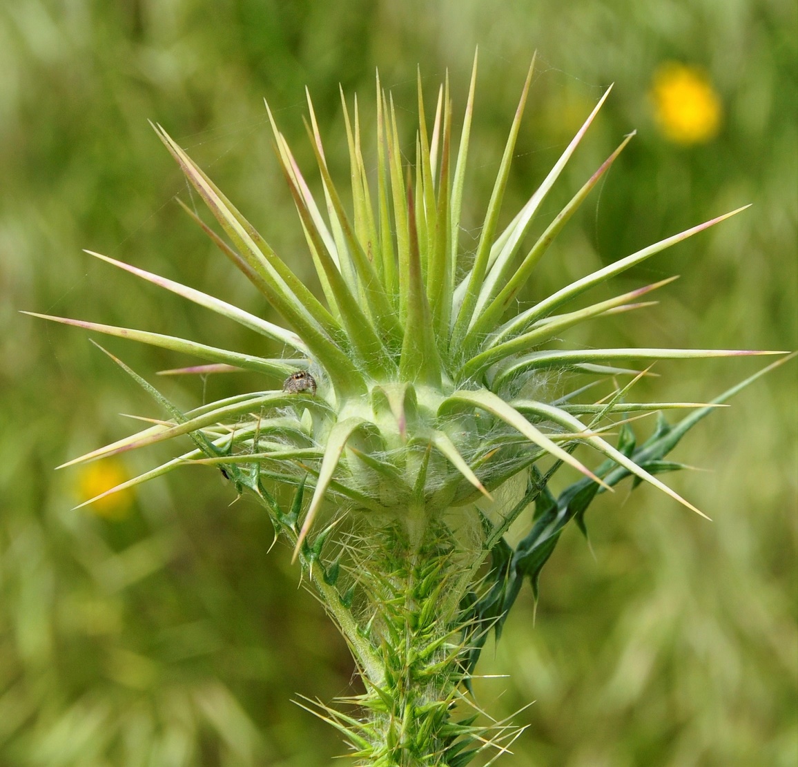 Image of Onopordum cyprium specimen.