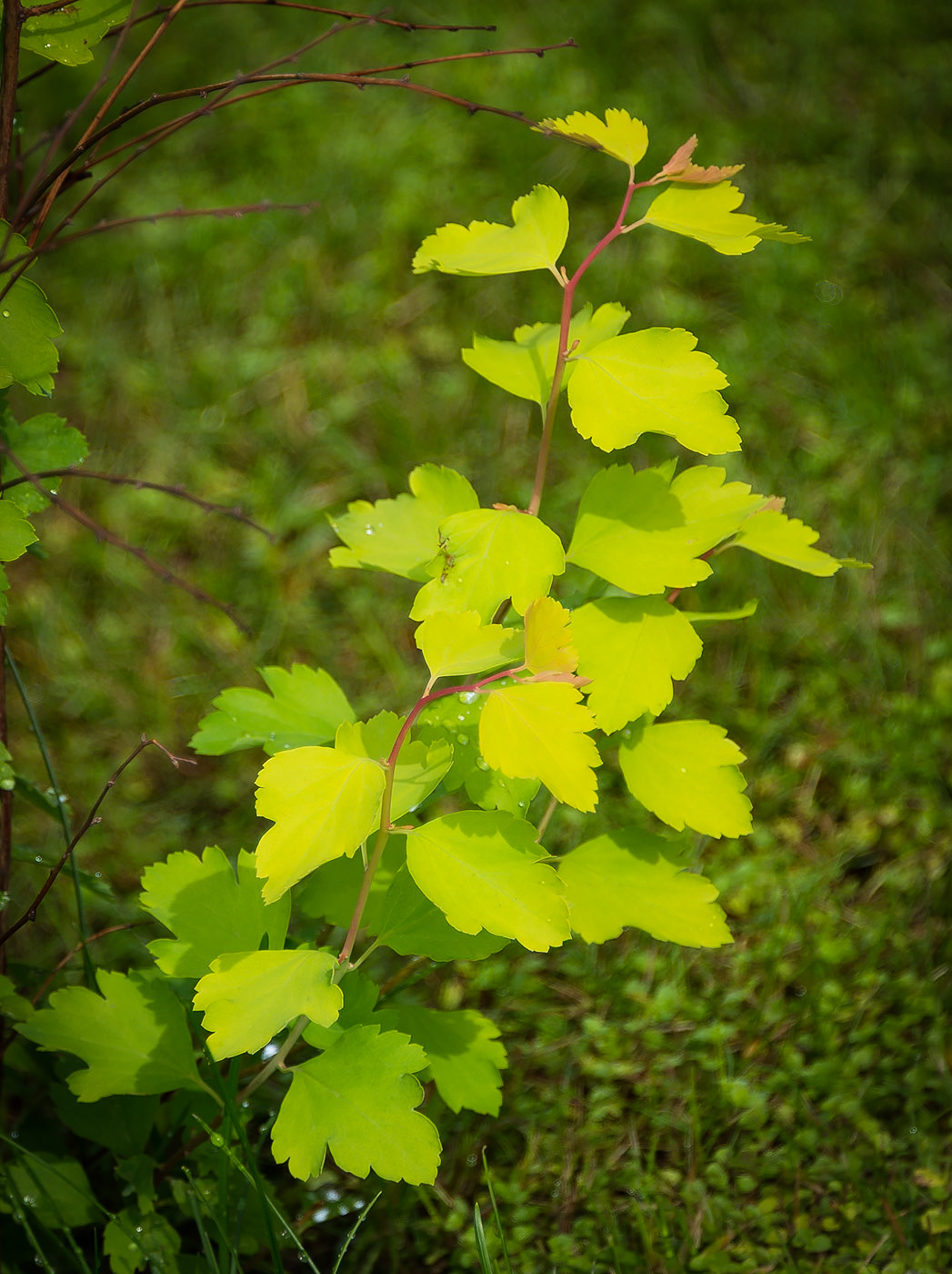 Image of Spiraea &times; vanhouttei specimen.