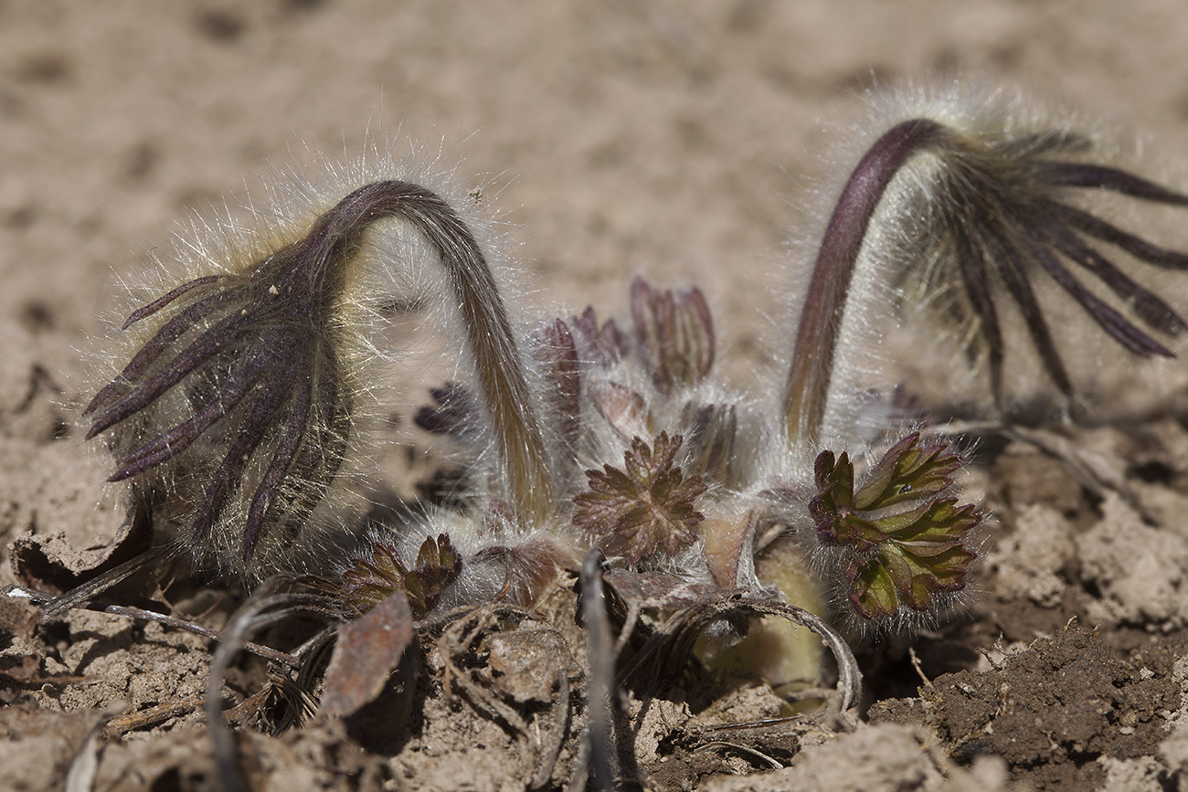 Image of Pulsatilla tatewakii specimen.