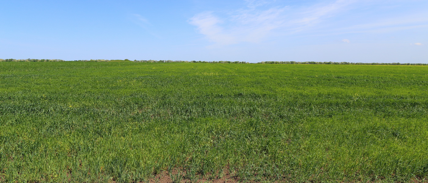 Image of Avena sativa specimen.