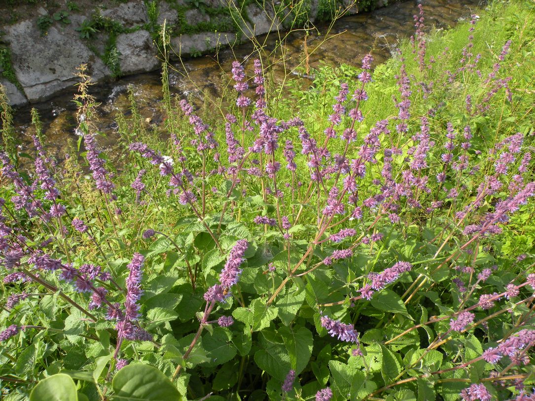 Image of Salvia verticillata specimen.