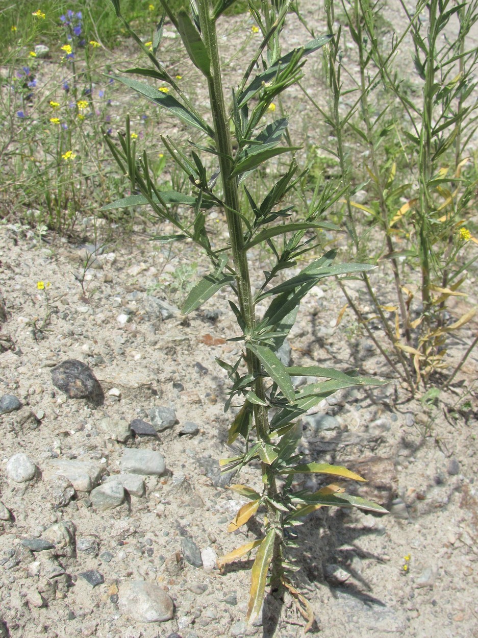 Image of Erysimum brevistylum specimen.