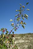 Crataegus monogyna. Ветвь со зрелыми плодами. Украина, Луганская обл., Лутугинский р-н, с. Знаменка, балка Знаменский яр, днище. 20.08.2019.