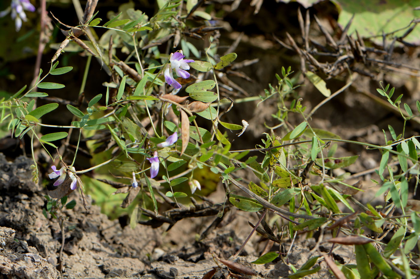 Image of Vicia biennis specimen.