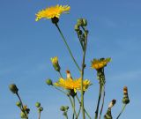 Sonchus arvensis подвид uliginosus. Верхушки побегов с цветущими, развивающимися и отцветшими соцветиями. Новосибирская обл., Карасукский р-н, окр. бывшего с. Баское, заболоченный луг. 01.08.2019.