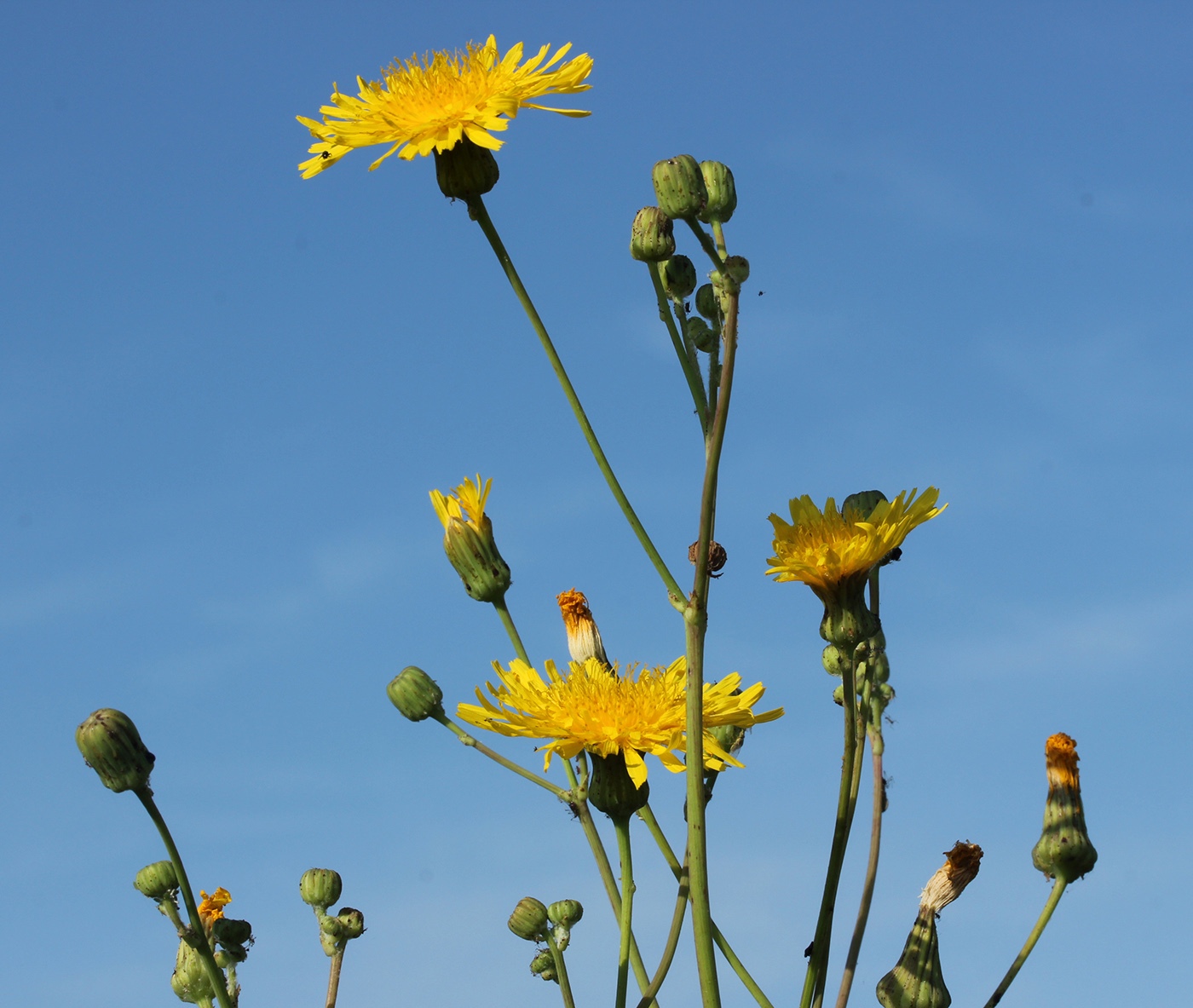 Изображение особи Sonchus arvensis ssp. uliginosus.