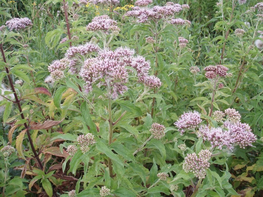 Image of Eupatorium cannabinum specimen.