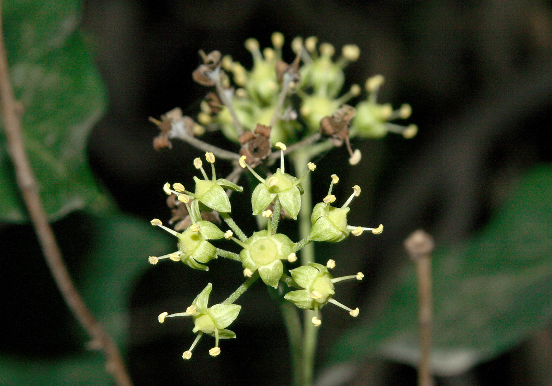 Image of Hedera pastuchovii specimen.