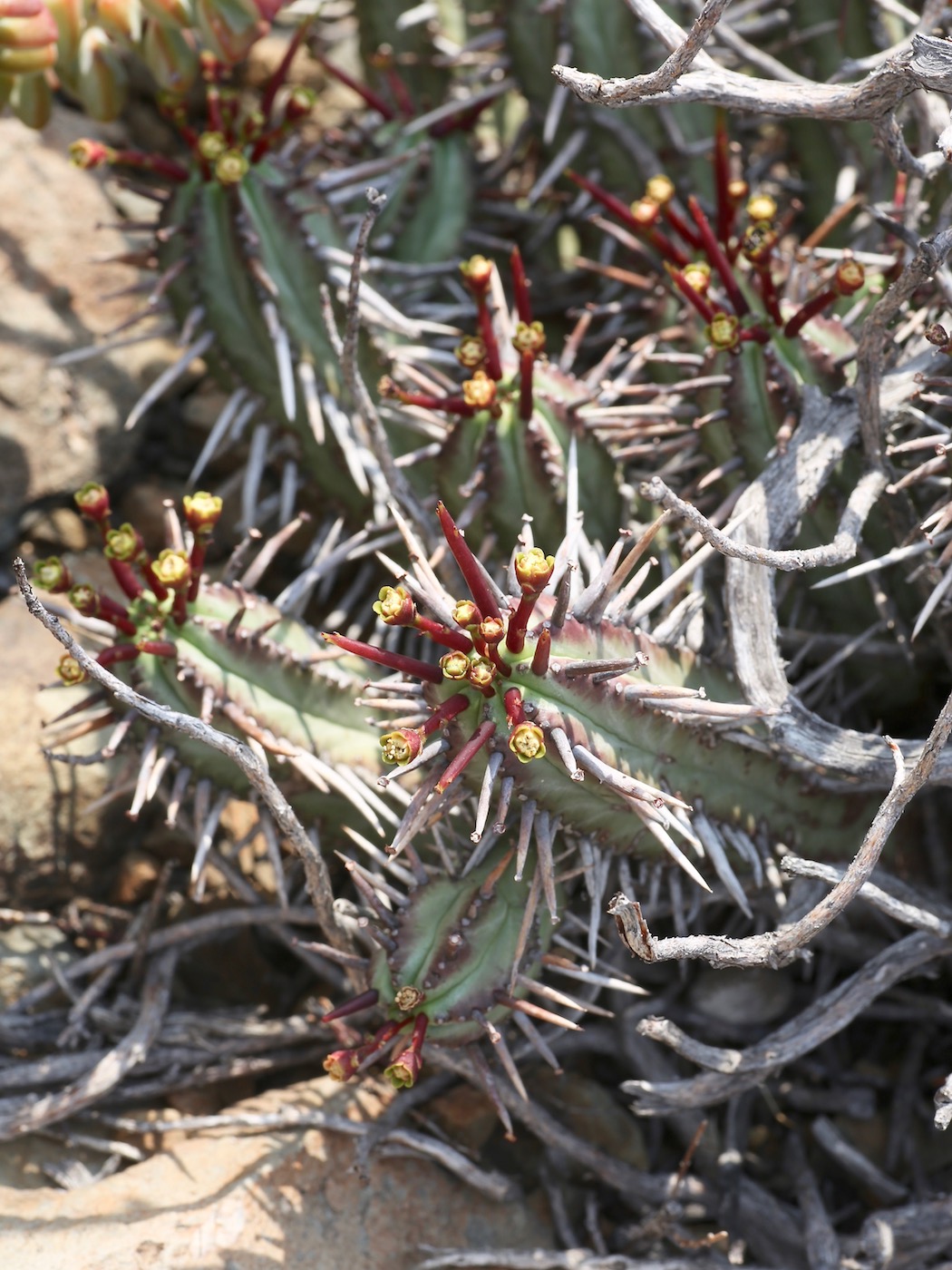 Image of Euphorbia heptagona specimen.