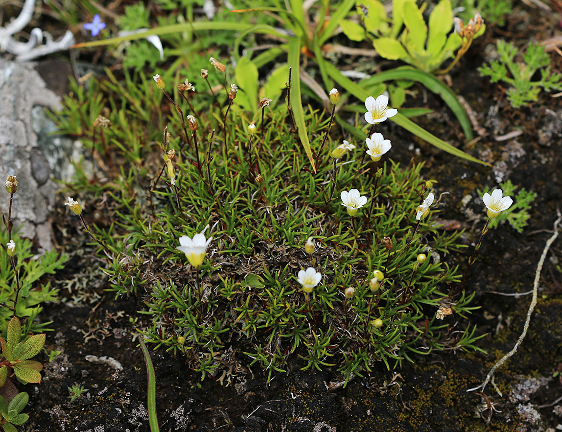 Image of Minuartia arctica specimen.