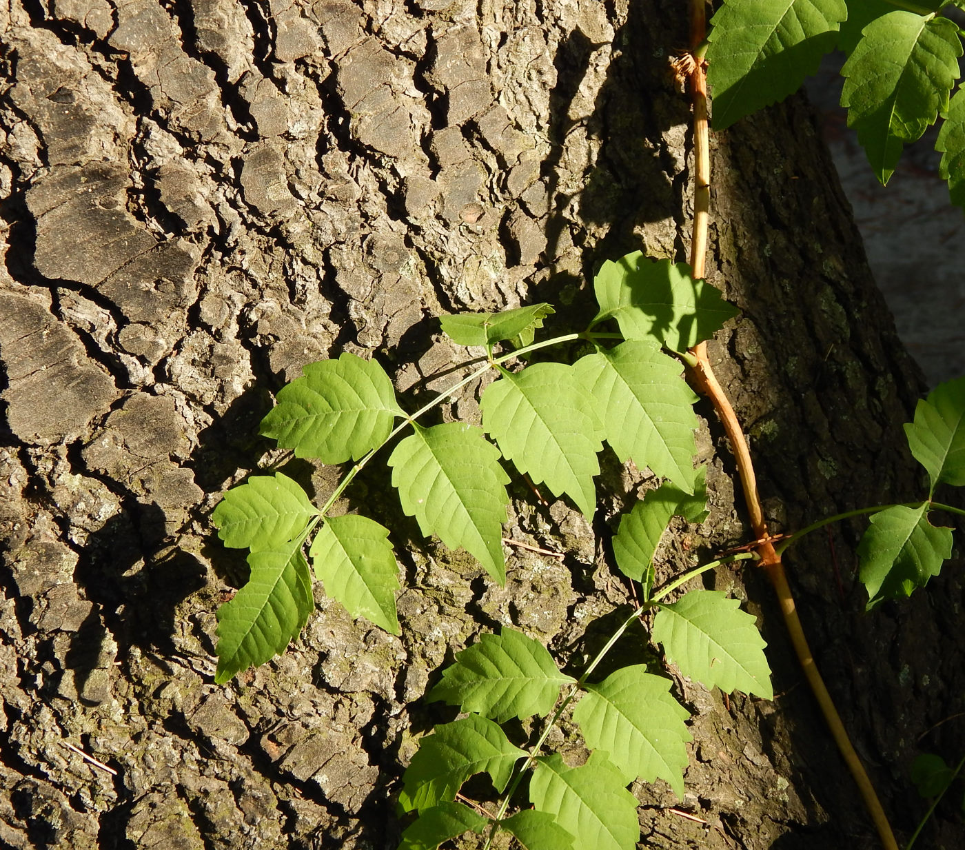 Image of genus Campsis specimen.