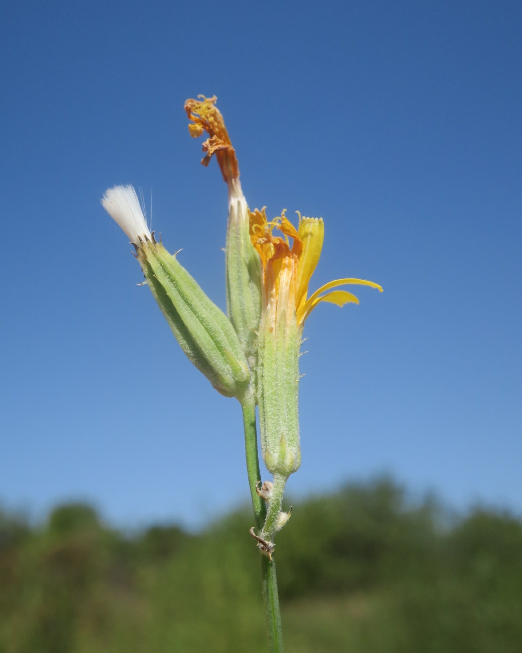 Изображение особи Chondrilla juncea.