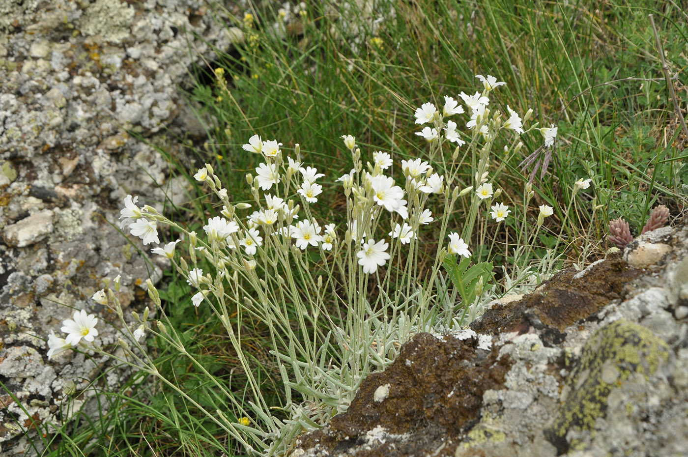 Image of Cerastium biebersteinii specimen.