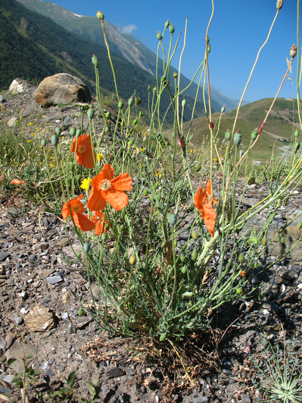 Image of Papaver fugax specimen.