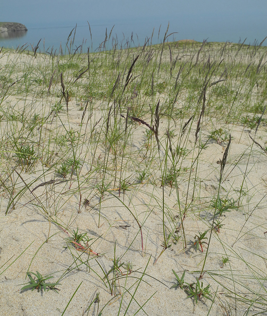 Image of Festuca baicalensis specimen.