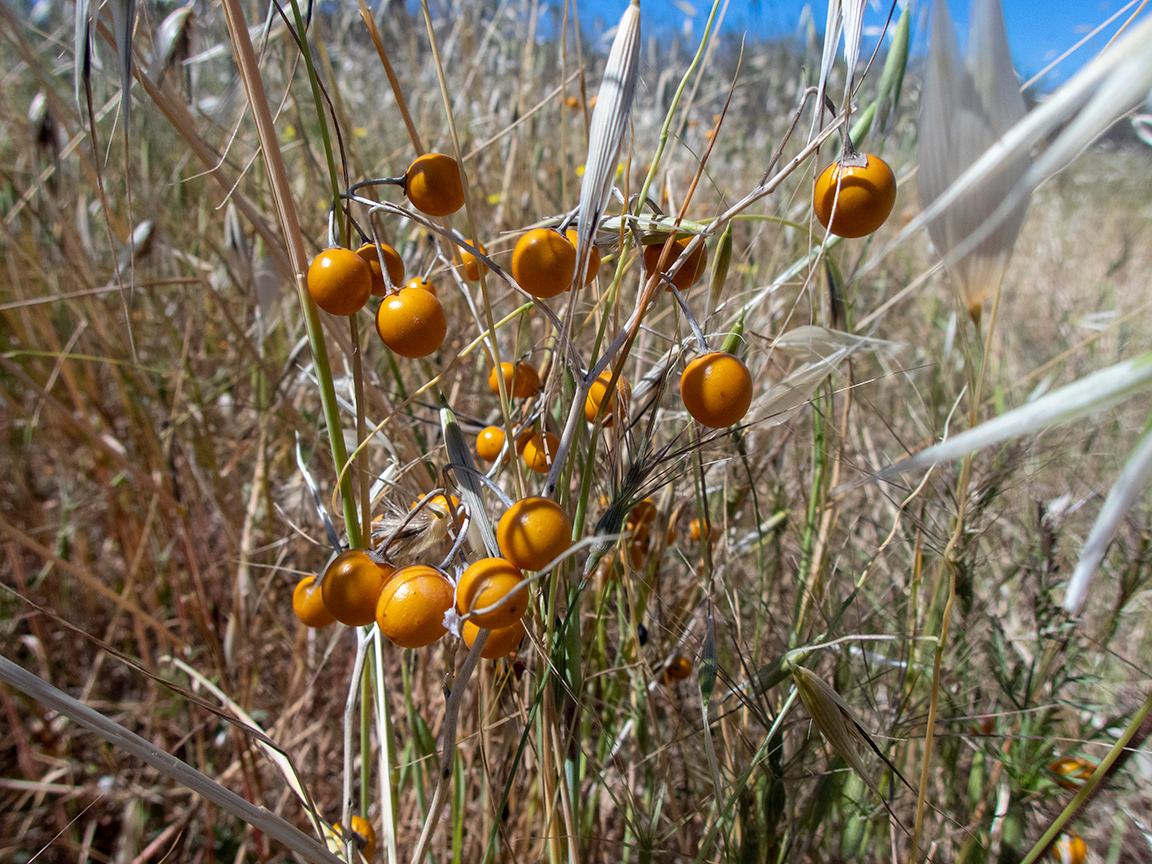 Изображение особи Solanum elaeagnifolium.