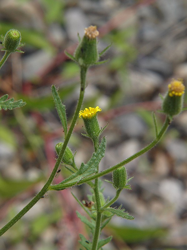 Изображение особи Senecio viscosus.