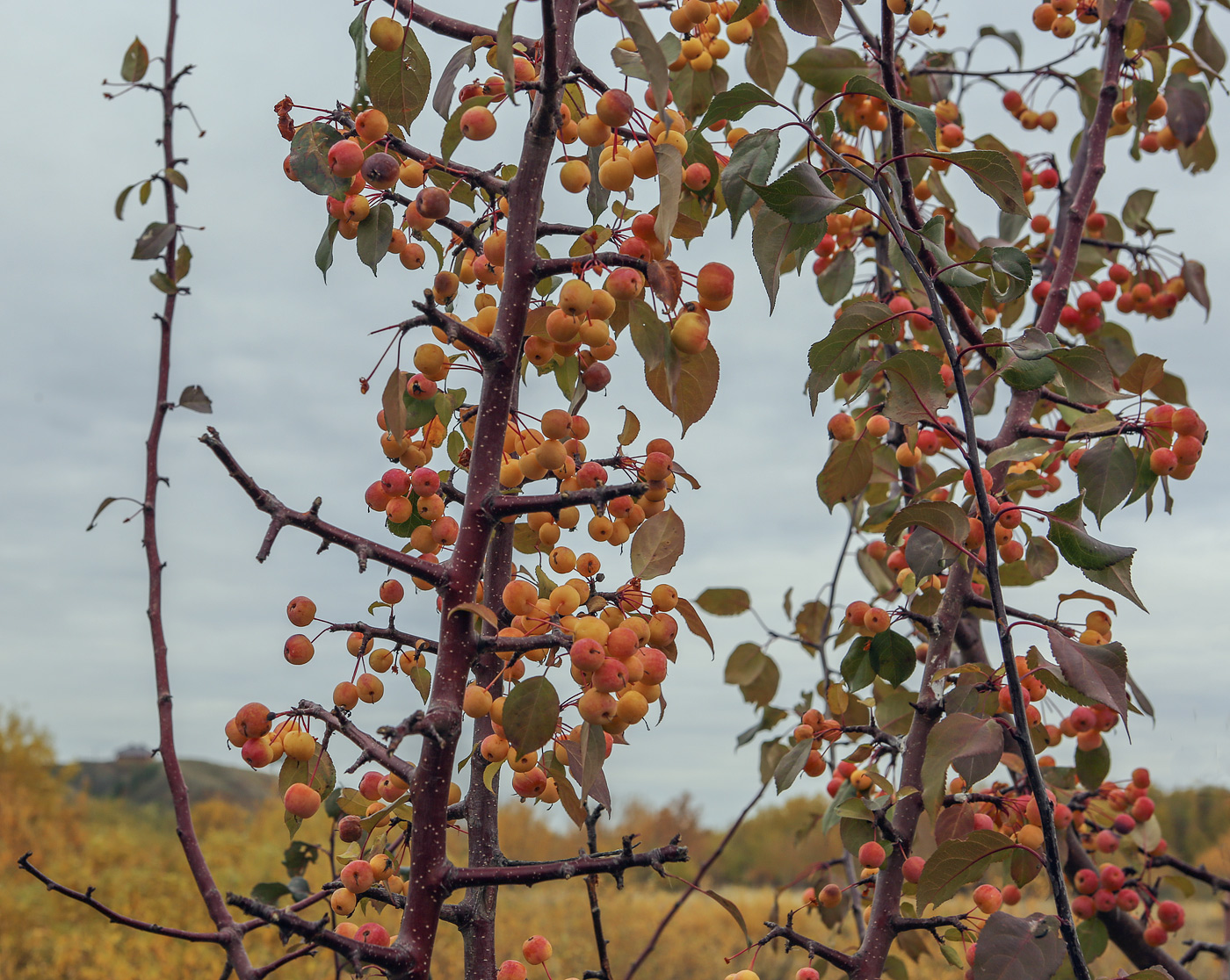 Изображение особи Malus baccata.