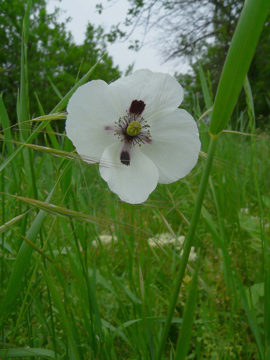 Изображение особи Papaver albiflorum.