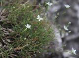 Minuartia krascheninnikovii