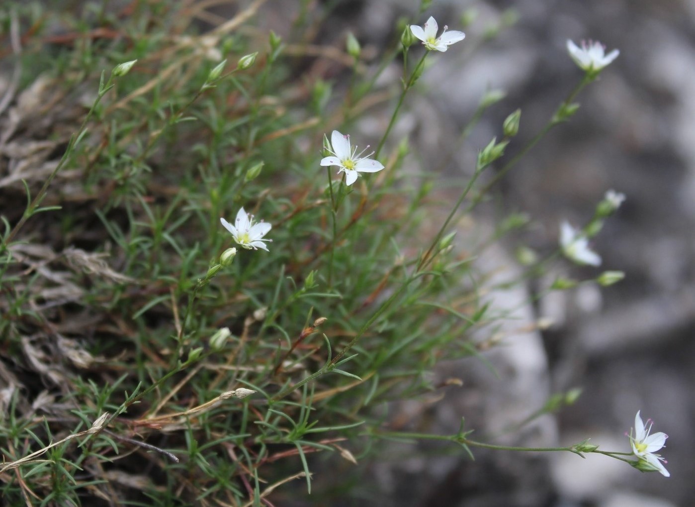 Image of Minuartia krascheninnikovii specimen.