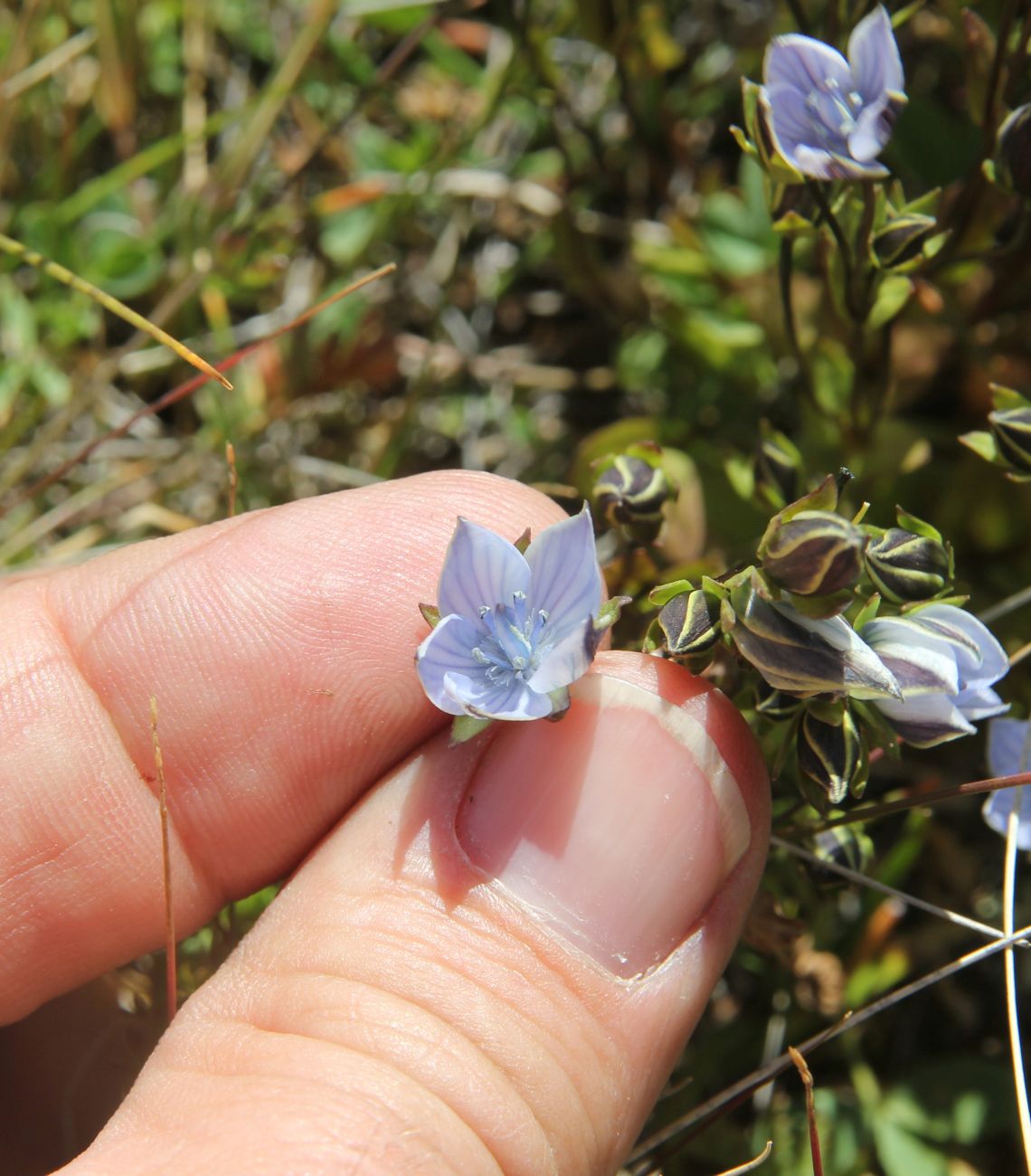 Image of Lomatogonium carinthiacum specimen.