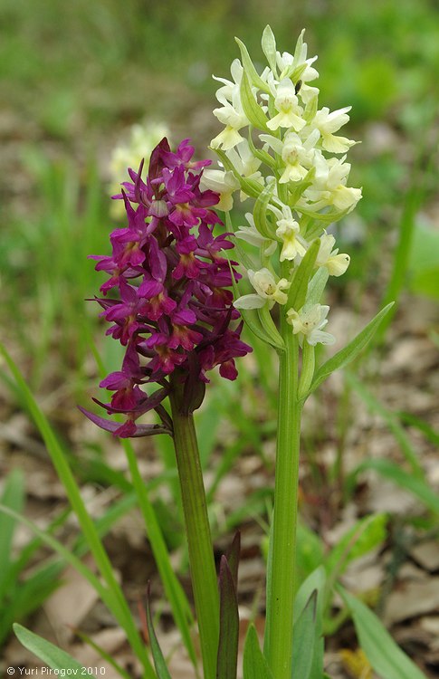 Изображение особи Dactylorhiza romana ssp. georgica.