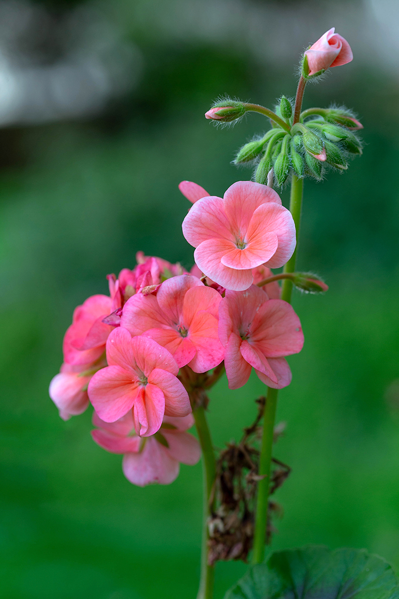 Изображение особи Pelargonium hortorum.