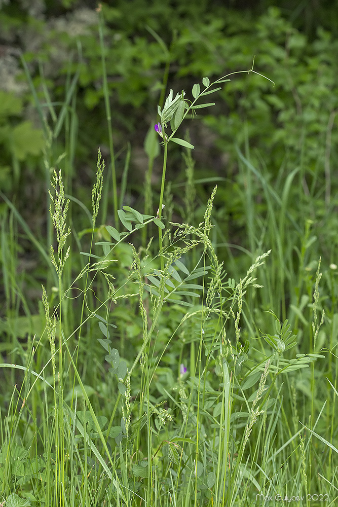 Image of Vicia angustifolia specimen.