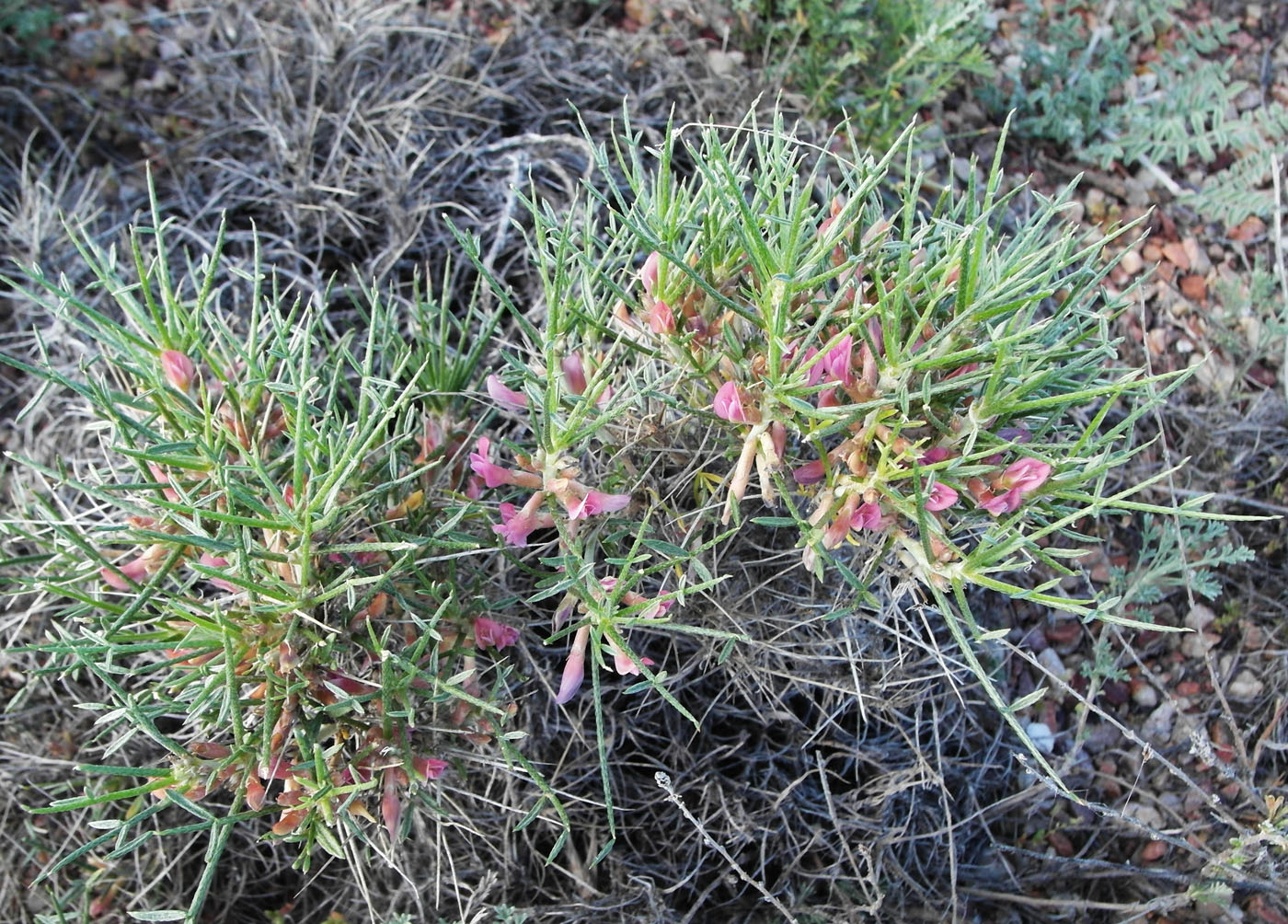 Image of genus Astragalus specimen.