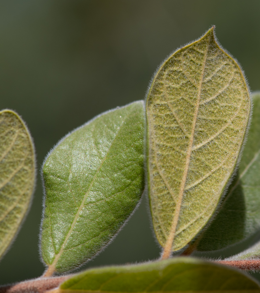 Image of Combretum molle specimen.